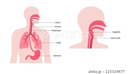 Respiratory and digestive systems Respiratory and digestive systems 125329677