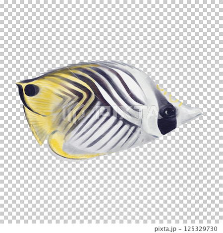 Exotic fish. Wedge-striped threadfin butterflyfish. White and yellow body with black stripes. Elongated mouth. Lives under the sea on reefs. Watercolor illustration without background, hand drawing. Exotic fish. Wedge-striped threadfin butterflyfish. White and yellow body with black stripes. Elongated mouth. Lives under the sea on reefs. Watercolor illustration without background, hand drawing. 125329730