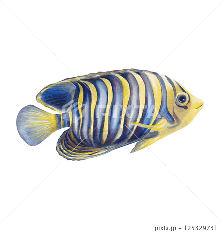 Exotic fish. Emperor angelfish with blue and yellow coloring and striped pattern. Marine ray-finned fish from the angelfish family. Watercolor illustration without background. Hand drawing.  Exotic fish. Emperor angelfish with blue and yellow coloring and striped pattern. Marine ray-finned fish from the angelfish family. Watercolor illustration without background. Hand drawing.  125329731