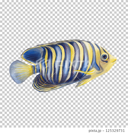Exotic fish. Emperor angelfish with blue and yellow coloring and striped pattern. Marine ray-finned fish from the angelfish family. Watercolor illustration without background. Hand drawing.  Exotic fish. Emperor angelfish with blue and yellow coloring and striped pattern. Marine ray-finned fish from the angelfish family. Watercolor illustration without background. Hand drawing.  125329731
