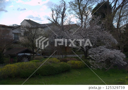 水車と桜 125329739