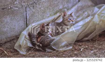 kittens playing in plastic bags 125329742