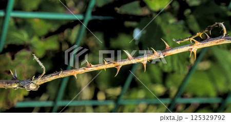 branch with thorns branch with thorns 125329792