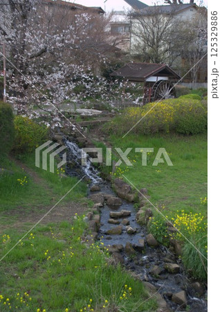 水車と桜 水車と桜 125329886
