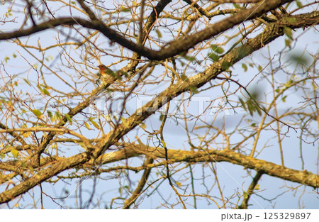 bird with red breast bird with red breast 125329897