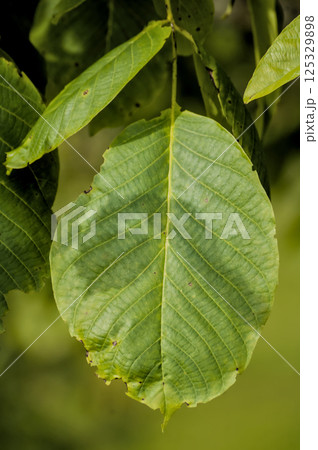 sunlit green leaf 125329898