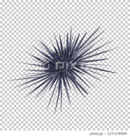 Black sea urchin Mesocentrotus nudus. Echinoidea. spiny ball. Marine animal. Exotic food. Lives underwater. Watercolor illustration without background. Hand drawing.  125329994