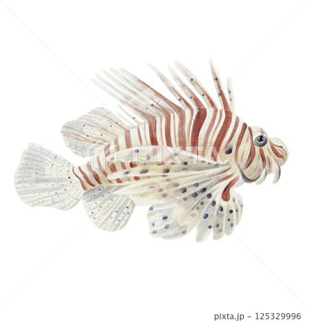Lionfish-zebra fish. Ray-finned fish, scorpionfish. With a long fin and striped color. Exotic poisonous fish. Predatory. Lives near reefs in the sea and ocean. Watercolor illustration Hand drawing. Lionfish-zebra fish. Ray-finned fish, scorpionfish. With a long fin and striped color. Exotic poisonous fish. Predatory. Lives near reefs in the sea and ocean. Watercolor illustration Hand drawing. 125329996