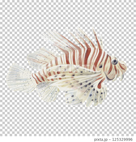 Lionfish-zebra fish. Ray-finned fish, scorpionfish. With a long fin and striped color. Exotic poisonous fish. Predatory. Lives near reefs in the sea and ocean. Watercolor illustration Hand drawing. Lionfish-zebra fish. Ray-finned fish, scorpionfish. With a long fin and striped color. Exotic poisonous fish. Predatory. Lives near reefs in the sea and ocean. Watercolor illustration Hand drawing. 125329996