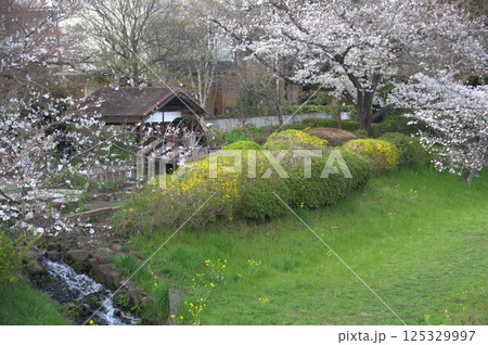 水車と桜 125329997
