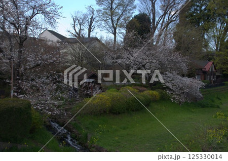 水車と桜 125330014