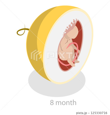 3D Isometric Flat  Illustration of Embryo Monthly Growth Stages. Item 7 125330716