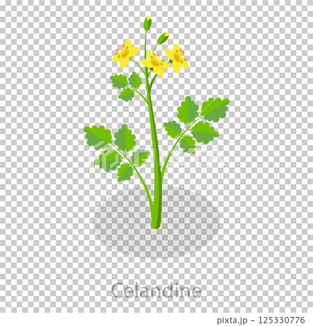 3D Isometric Flat  Set of Healing Herbs. Item 2 125330776