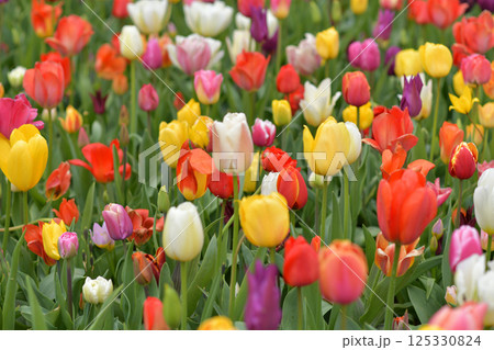 Multicolored tulips background in a park in Holland Multicolored tulips background in a park in Holland 125330824