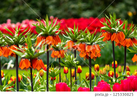 Field of the tulips and orange Fritillaria imperialis, crown imperial, imperial fritillary or Kaiser's crown. Field of the tulips and orange Fritillaria imperialis, crown imperial, imperial fritillary or Kaiser's crown. 125330825