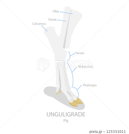 3D Isometric Flat Illustration of Comparison of Plantigrade, Digitigrade and Unguligrade. Item 1 3D Isometric Flat Illustration of Comparison of Plantigrade, Digitigrade and Unguligrade. Item 1 125331011