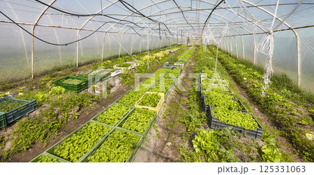 Organic vegetables grown in a foil tunnel. Organic vegetables grown in a foil tunnel. 125331063