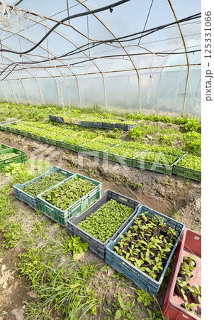 Organic vegetables grown in a foil tunnel. Organic vegetables grown in a foil tunnel. 125331066