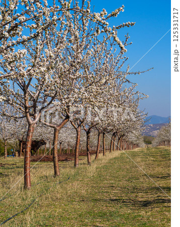 Rows of blossoming almond trees stretch across the landscape, creating a picturesque scene of springtime renewal 125331717