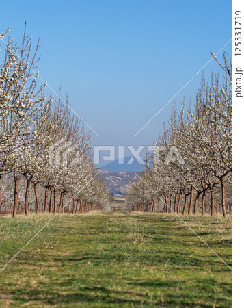 Scenic view of a blossoming cherry orchard with a mountain in the background 125331719