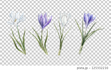 Purple and white crocuses with green leaves. Set of watercolor botanical isolated illustrations. Suitable for spring designs, wedding invitations, greeting cards, branding, packaging, textile patterns Purple and white crocuses with green leaves. Set of watercolor botanical isolated illustrations. Suitable for spring designs, wedding invitations, greeting cards, branding, packaging, textile patterns 125332210
