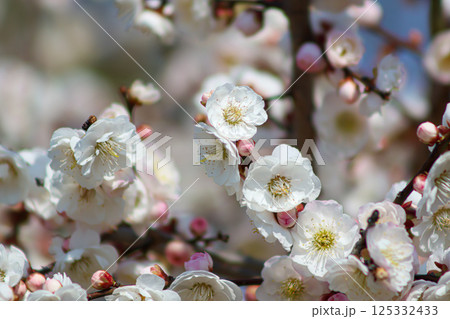 白い梅の花 125332433