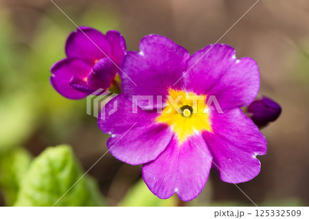 Purple yellow flowers macro photo. Primula flowering plant in bloom 125332509