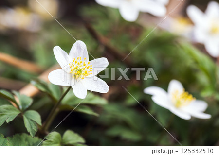 White wild flowers bloom on a sunny spring day, Anemone nemorosa White wild flowers bloom on a sunny spring day, Anemone nemorosa 125332510