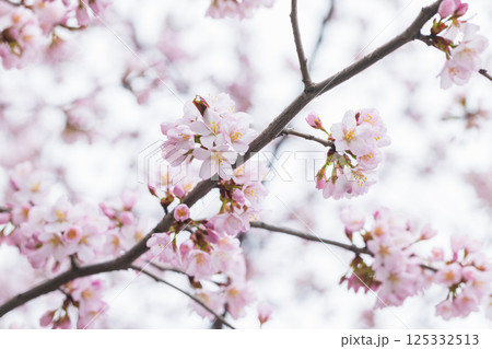 Delicate pink cherry blossoms on a tree branch 125332513