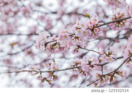 A close-up photo of delicate pink cherry blossoms on a tree branch 125332514