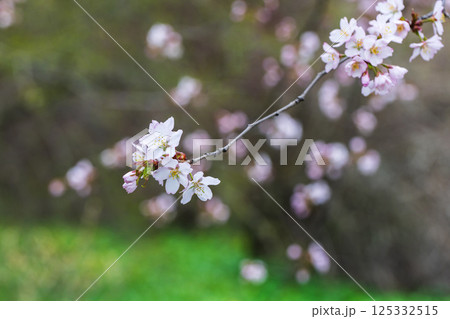 Delicate cherry blossoms blooming on a branch Delicate cherry blossoms blooming on a branch 125332515