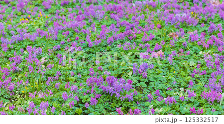 Corydalis solida in bloom. Vivid purple flowers adorn a lush green meadow 125332517