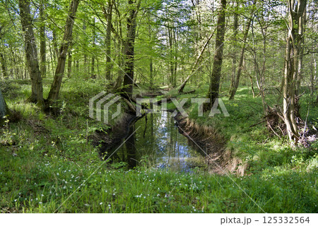 A small forest river is visible from afar, meandering among trees and greenery A small forest river is visible from afar, meandering among trees and greenery 125332564