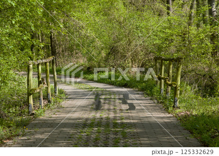 Wooden railings in the forest stretch along a path among trees and greenery. 125332629