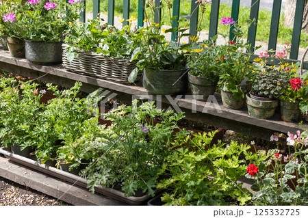 Colorful Potted Flowers in Outdoor Garden 125332725