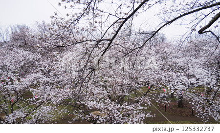 信州小諸城址(懐古園)の桜 信州小諸城址(懐古園)の桜 125332737