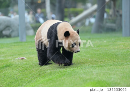 お散歩中の明浜 125333063