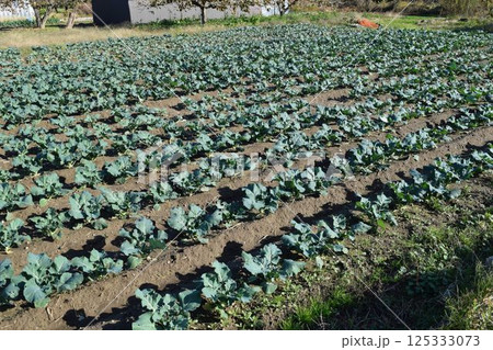 ブロッコリー畑 125333073