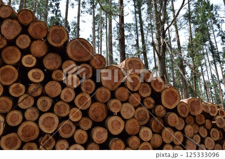 切り出された杉の丸太 山形県庄内 切り出された杉の丸太 山形県庄内 125333096