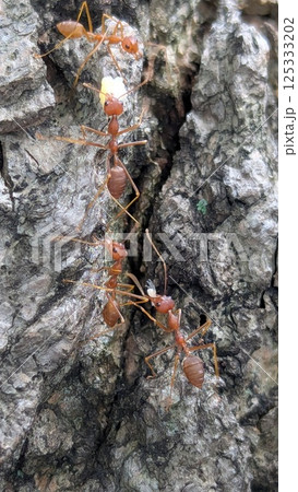 Teamwork in Action: Weaver Ants on Tree Bark Teamwork in Action: Weaver Ants on Tree Bark 125333202
