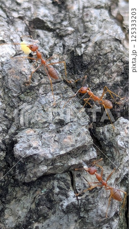 Teamwork in Action: Weaver Ants on Tree Bark Teamwork in Action: Weaver Ants on Tree Bark 125333203