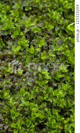 Emerald Carpet: Close-Up of Lush Green Moss Emerald Carpet: Close-Up of Lush Green Moss 125333204