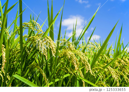 夏の稲穂《8月》 夏の稲穂《8月》 125333655