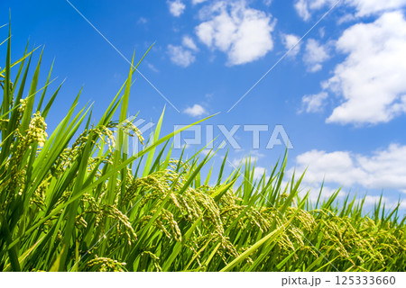 夏の稲穂《8月》 夏の稲穂《8月》 125333660