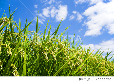 夏の稲穂《8月》 夏の稲穂《8月》 125333662