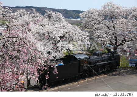 桜満開の公園のSL 125333797