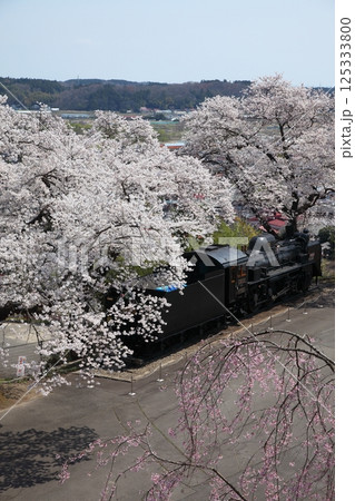 桜満開の公園のSL 125333800