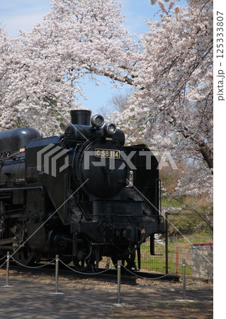 桜満開の公園のSL 125333807