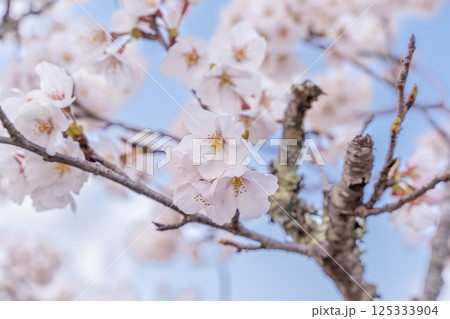 桜の花と青空 桜の花と青空 125333904