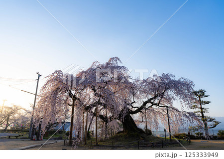 【桜素材】朝日を浴びる麻績の里の舞台桜【長野県】 125333949
